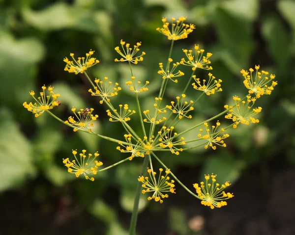 Dill şemsiyeler - yakın görünüm, dereotu şemsiyeler bir bahçede
