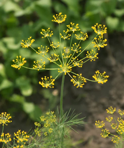 Dill şemsiyeler - yakın görünüm, dereotu şemsiyeler bir bahçede