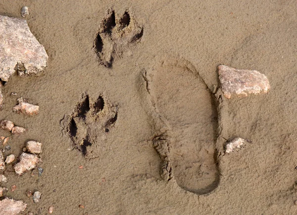 Human and dog footprints on sand