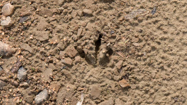 Kumdaki kuş ayak izleri, kumdaki kuş izleri.