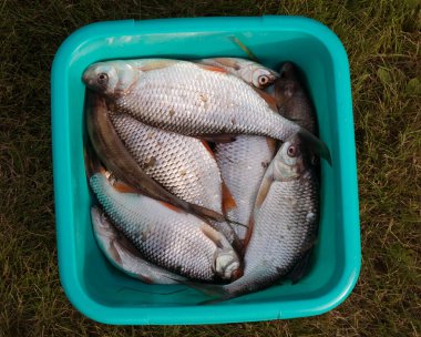 Kovada balık, kova dolusu balık, balık. Kovada hamamböceği