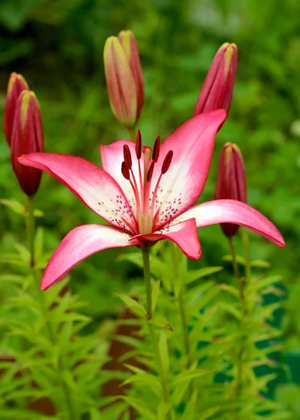 Lily Bloemen Tuin Rode Lelie Bloemen Sluiten View — Stockfoto