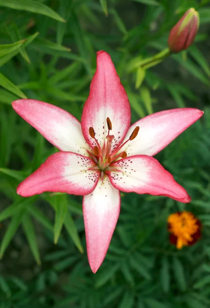 Lily Virágok Kertben Piros Liliom Virágok Közel Felfelé Nézet — Stock Fotó