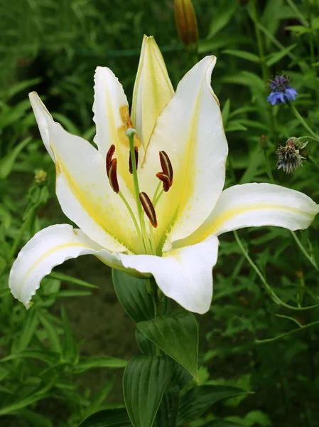 Lily Květiny Zahradě Bílé Lilie Květiny Zavřít View — Stock fotografie