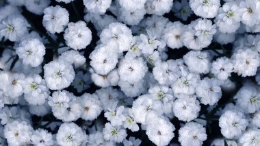 Çingene çiçekleri çiçek açıyor. Yakın görüş, çingene çiçeği açan arka plan.