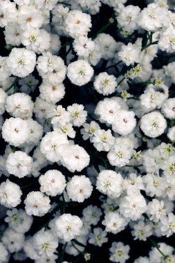 Çingene çiçekleri çiçek açıyor. Yakın görüş, çingene çiçeği açan arka plan.