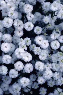 Çingene çiçekleri çiçek açıyor. Yakın görüş, çingene çiçeği açan arka plan.