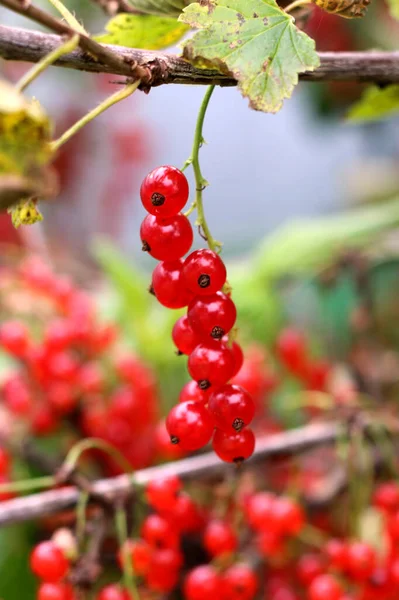 灌木上的红色醋栗浆果 丛生的红色醋栗浆果 — 图库照片