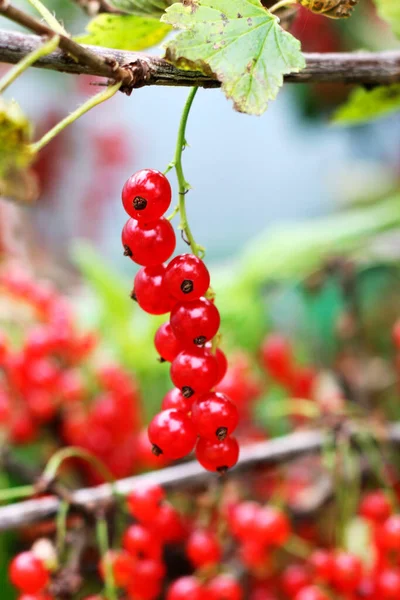 灌木上的红色醋栗浆果 丛生的红色醋栗浆果 — 图库照片