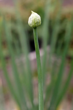 Soğan çiçeği tomurcuğu, soğan dolgunluğu açılmamış. 