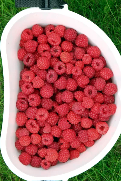 新鲜采摘的红莓 在桶中成熟 — 图库照片