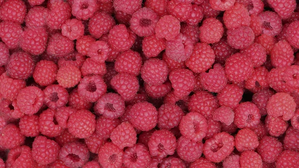 Red Raspberries Freshly Picked Ripe Raspberries Background — Stock Photo, Image