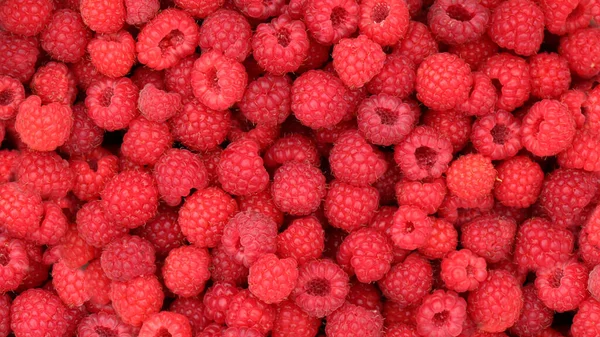 Rote Himbeeren Frisch Gepflückt Und Reif Himbeeren Hintergrund — Stockfoto