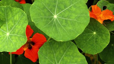 Nasturtium bitkileri. Tropeolum majus nasturtium, hint teresi ya da keşiş teresi olarak bilinir.