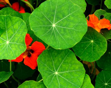 Nasturtium bitkileri. Tropeolum majus nasturtium, hint teresi ya da keşiş teresi olarak bilinir.