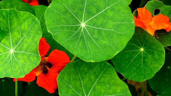 Pabrik Nasturtium Tropaeolum Majus Dikenal Sebagai Nasturtium Kebun Selada India — Stok Foto