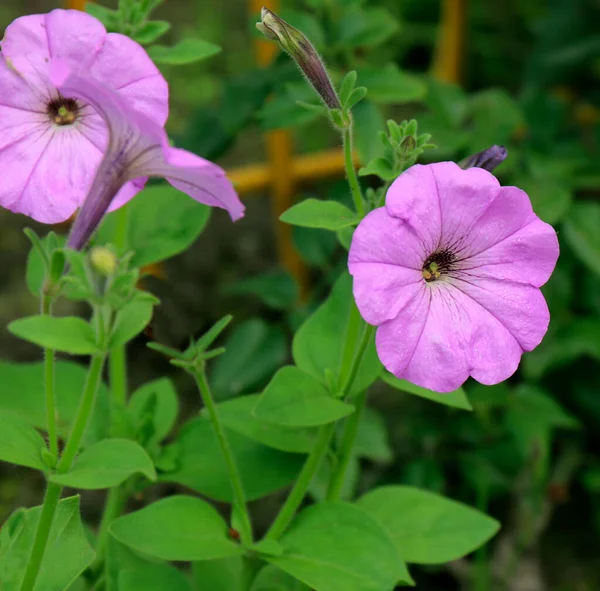 Floraison Pétunia Fleur Vue Rapprochée — Photo