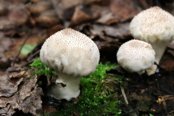 Lycoperdon Cogumelos Puffball Chão Floresta Perto Vista Para Cima — Fotografia de Stock