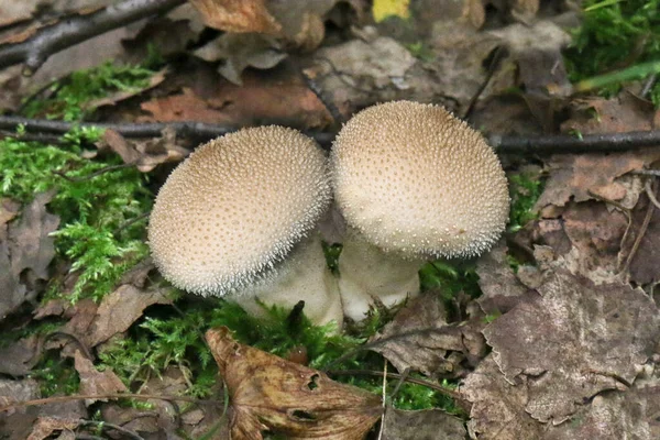 Champignons Lycoperdon Puffball Sur Sol Forestier Vue Rapprochée — Photo