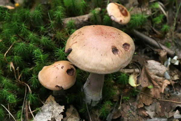 Cogumelos Chão Floresta Fechar Vista Para Cima — Fotografia de Stock