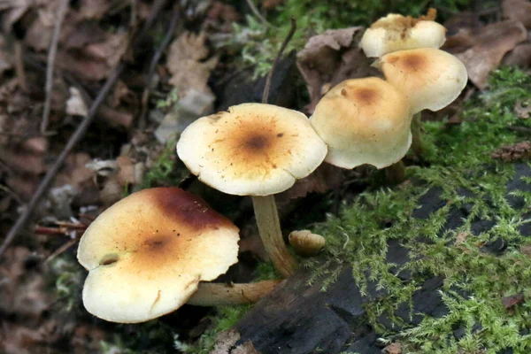 Funghi Sul Pavimento Della Foresta Vista Vicino — Foto Stock