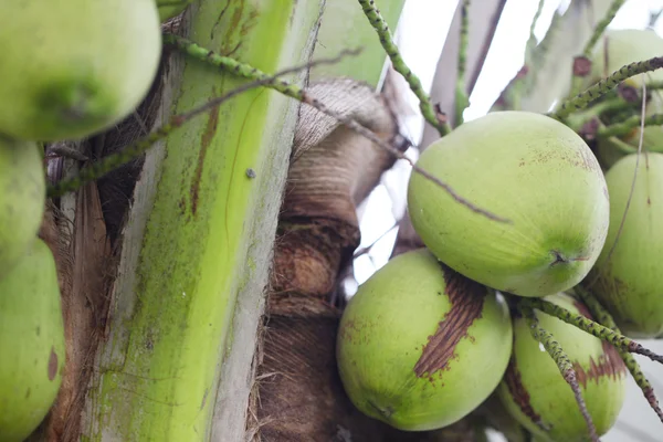 Noix de coco thaï vertes poussant sur un palmier gros plan — Photo
