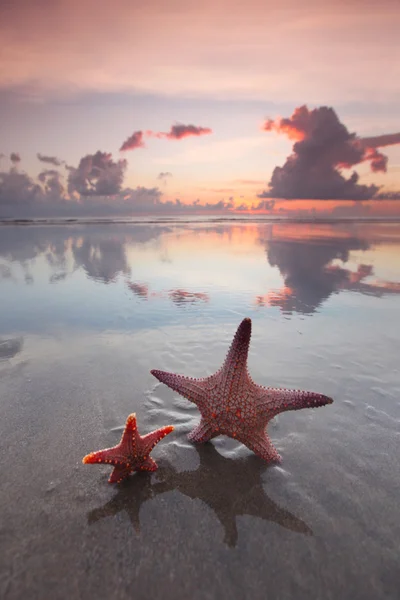 Two starfish on beach at sunset — Stock Photo, Image