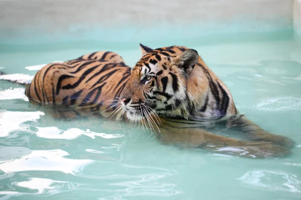 Tger dans la piscine — Photo