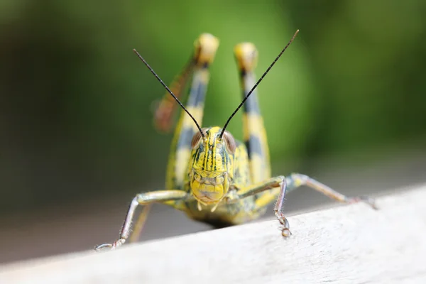 Locust portret macro — Stockfoto