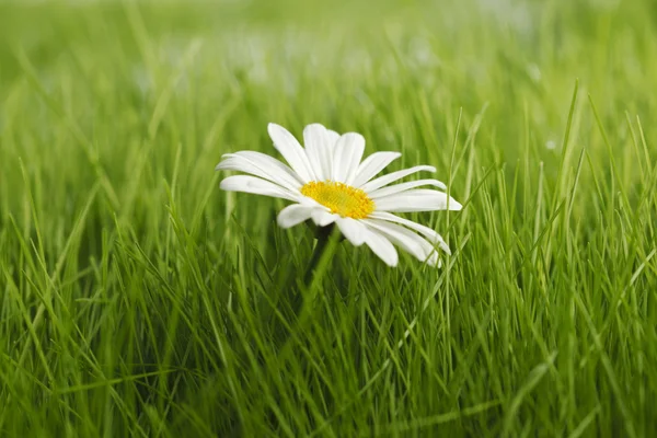 Flores de manzanilla en primavera fresca hierba verde primer plano — Foto de Stock