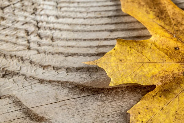 Hoja de otoño sobre fondo de madera — Foto de Stock