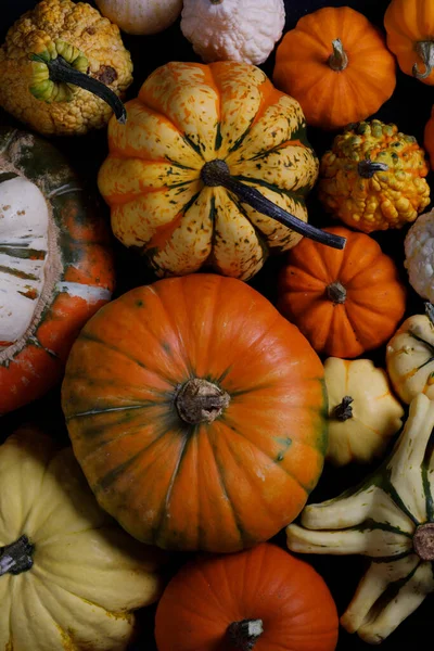 Asortyment Jesiennych Zbiorów Dyń Tło Koncepcja Halloween Wakacje — Zdjęcie stockowe