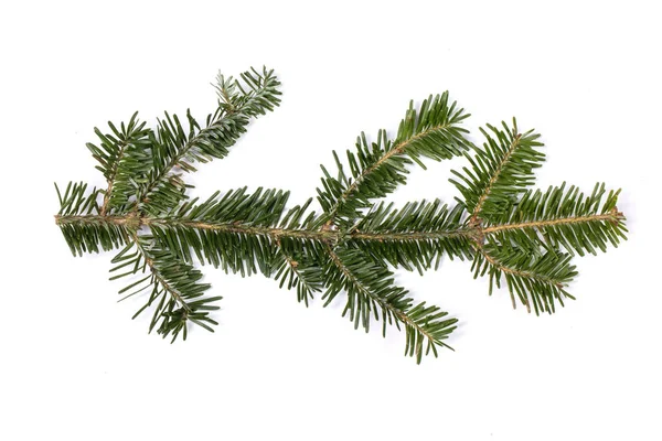 Evergreen Kerstboom Dennenboom Tak Witte Achtergrond — Stockfoto