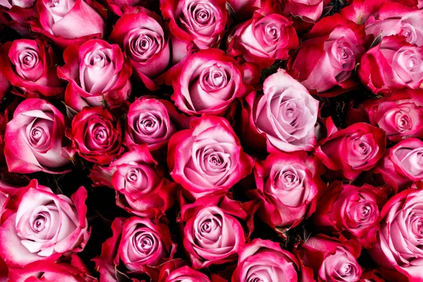 Różowe Kwiaty Róży Tło Kopią Miejsca Tekst — Zdjęcie stockowe