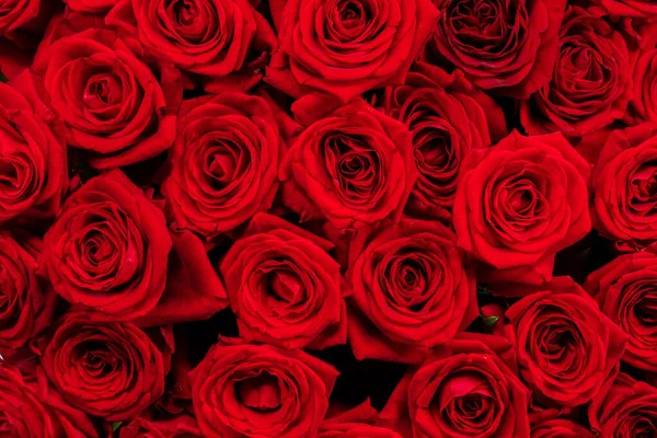 许多红玫瑰背景 情人节礼物的概念 — 图库照片