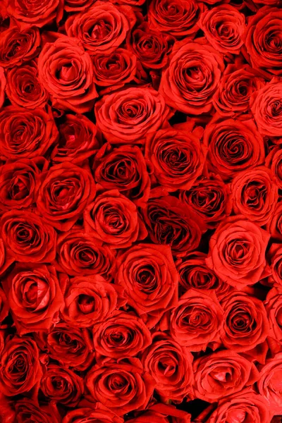 Viele Rote Rosen Hintergrund Valentinstag Geschenk Konzept — Stockfoto