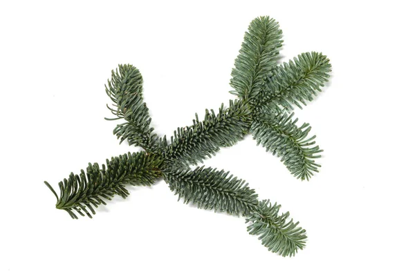Evergreen Weihnachten Edel Tannenzweig Auf Weißem Hintergrund — Stockfoto