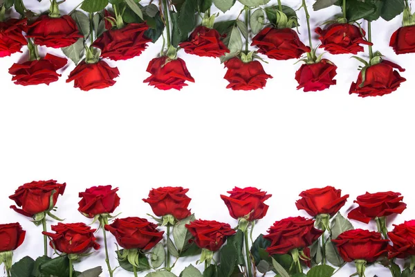 Vermelho Rosas Borda Quadro Isolado Fundo Branco Dia Dos Namorados — Fotografia de Stock