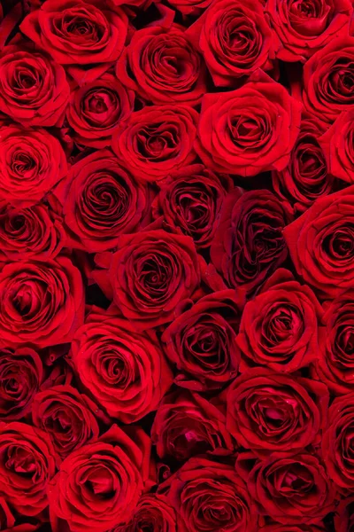 Bir Sürü Kırmızı Gül Arka Planı Sevgililer Günü Hediye Konsepti — Stok fotoğraf