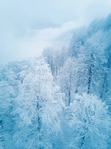 美丽的冬季风景 俄罗斯索契高加索地区的森林 覆盖着积雪的树木 雾蒙蒙的早晨 — 图库照片