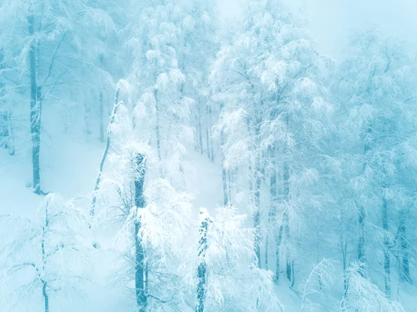 Vackert Vinterlandskap Med Skog Kaukasus Berg Sotji Ryssland Träd Täckta — Stockfoto