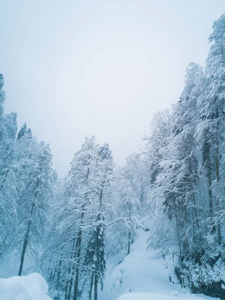 Prachtig Winterlandschap Met Bos Kaukasus Bergen Sochi Rusland Bomen Bedekt — Stockfoto