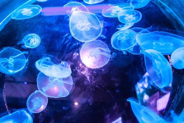 Pequenas Medusas Iluminadas Com Luz Azul Nadando Aquário — Fotografia de Stock