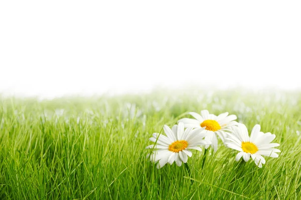 Fehér Százszorszép Virágok Zöld Elszigetelt Fehér Háttér Másolás Helyet Szöveg — Stock Fotó
