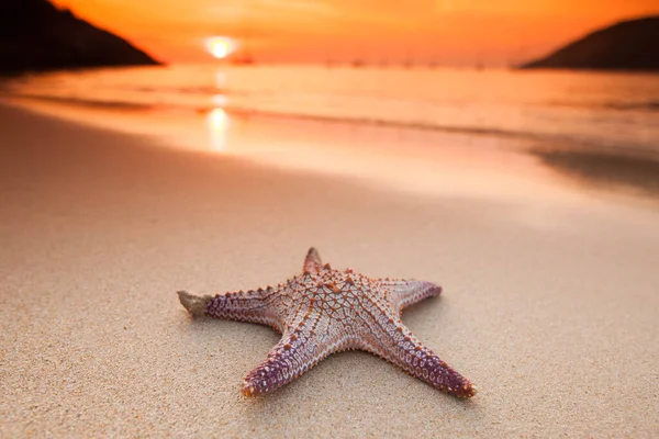Hvězdice Pláži Při Západu Slunce Letní Dovolená Koncept — Stock fotografie