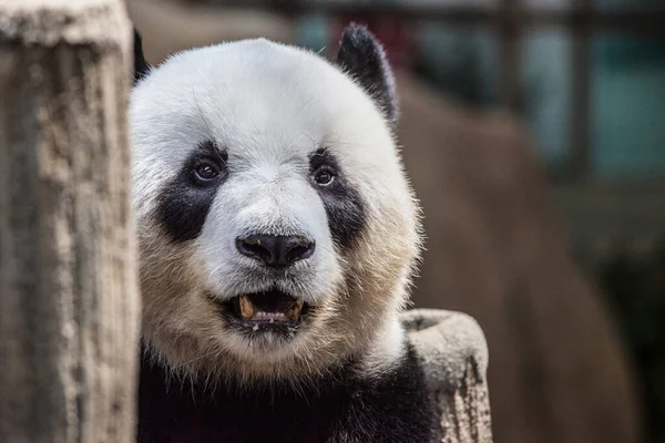 Close Retrato Panda Adulto Com Boca Aberta — Fotografia de Stock