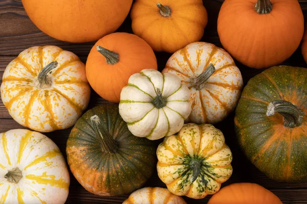 Veel Verschillende Kleurrijke Pompoenen Achtergrond Halloween Thanksgiving Dag Concept — Stockfoto