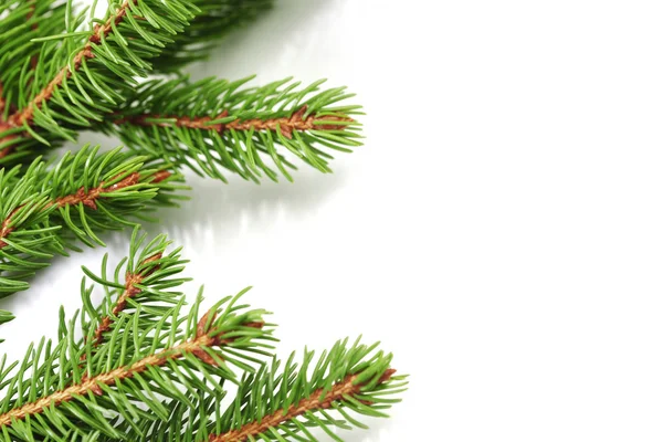 Christmas tree branch — Stock Photo, Image