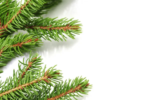 Christmas tree branch Stock Image