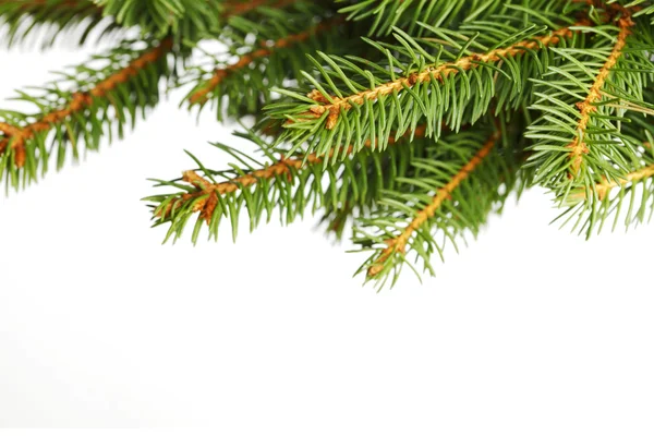 Κλάδος χριστουγεννιάτικου δένδρου — Φωτογραφία Αρχείου